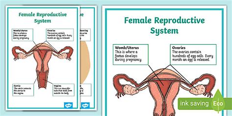 Reproductive System - Birdfact - muktibox.com
