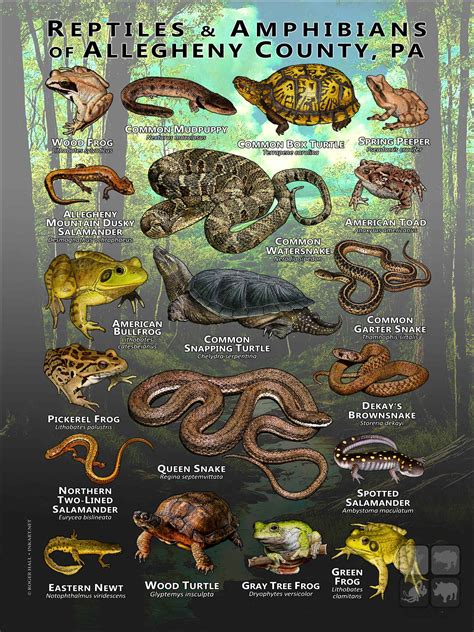 Reptiles and Amphibians - Ecology - U.S. National Park … - raincitystudios.com