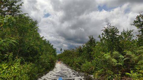 Request for Proposals: Development of a VCS Tropical Peatlands ... - raincitystudios.com