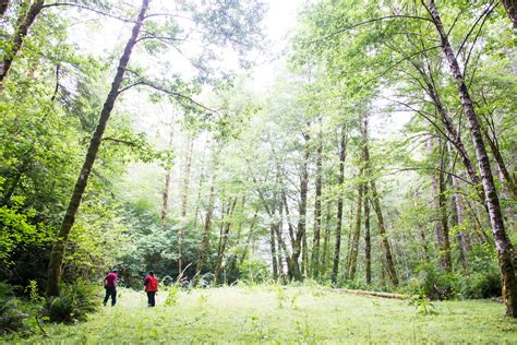 Research Forests - Forest Research - raincitystudios.com