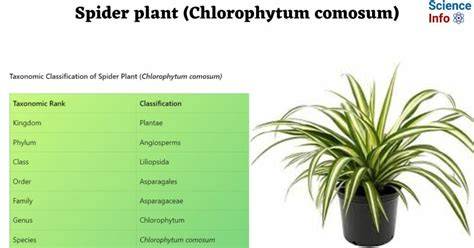 Research Guides: Spider plant (Chlorophytum comosum): Home - raincitystudios.com