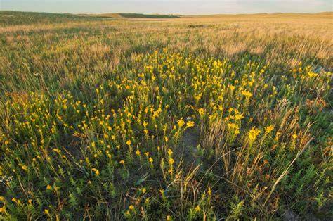 Research Shows Grassland, Prairie Essential for … - raincitystudios.com