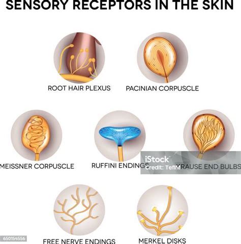 Reseptor sensorik - Wikipedia bahasa Indonesia, ensiklopedia bebas - coolestguyplanet.net