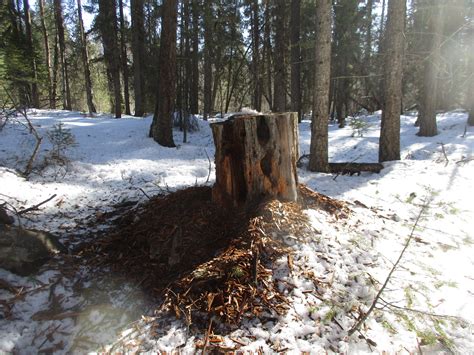 Resilient woodlots - Ontario Grain Farmer - raincitystudios.com