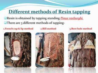 Resin tapping from lower diameter classes of chir pine by rill method ... - raincitystudios.com