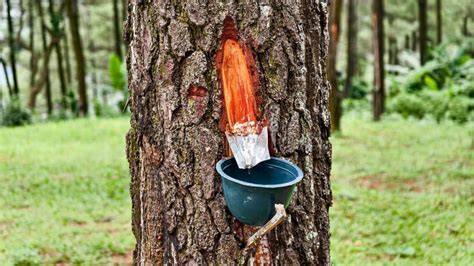Resin tapping of Atlantic pine forests: towards an optimized use of ... - raincitystudios.com