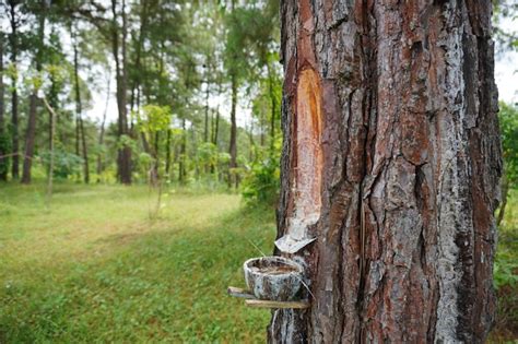 Resin Tapping - Interreg - raincitystudios.com