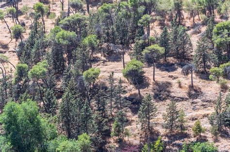 Resin-tapped pine forests in Spain: Ecological diversity and economic ... - raincitystudios.com