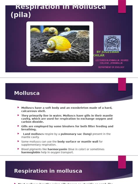 Respiration in Mollusca - Biology Notes Online - muktibox.com