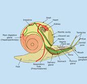 Respiratory Organs of Phylum Mollusca and Its Modification - muktibox.com