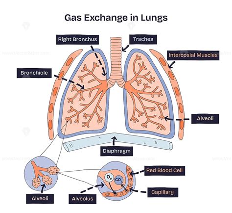 Respiratory System: Gas Exchange, Structures, and Processes - muktibox.com