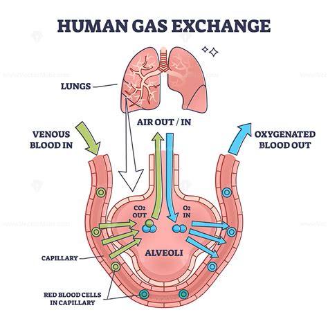 Respiratory System: Key Concepts and Gas Exchange Processes - muktibox.com