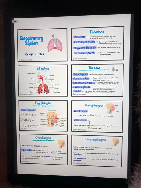 Respiratory System Flashcards | Quizlet - muktibox.com