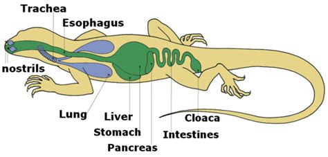 Respiratory System in Reptiles - muktibox.com