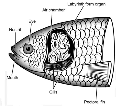 Respiratory System of Fishes - Biology Notes Online - muktibox.com