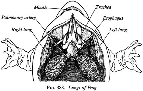 Respiratory System of Frog - Biology Notes Online - muktibox.com