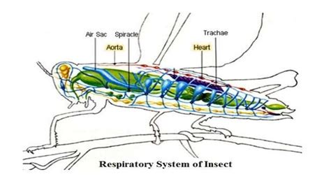 Respiratory System of Insects - muktibox.com
