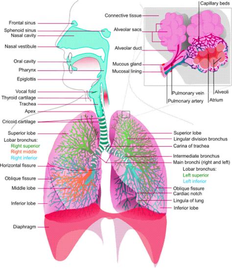Respiratory Tract Anatomy Diagram - muktibox.com