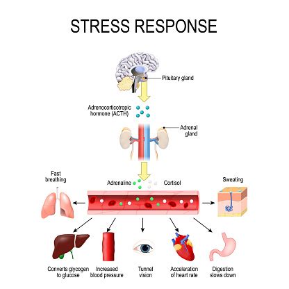 Respon terhadap Stres - PSYCHOLOGYMANIA - muktibox.com