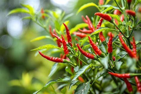Response of Cayenne Pepper (Capsicum frutescens L.) Grown in Drip ... - raincitystudios.com