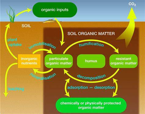 Response of peat biogeochemistry and soil organic matter quality to ... - raincitystudios.com