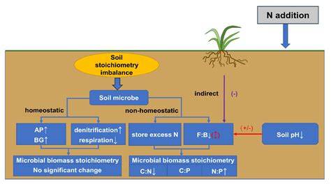Responses mechanism of C:N:P stoichiometry of soil microbial biomass ... - raincitystudios.com