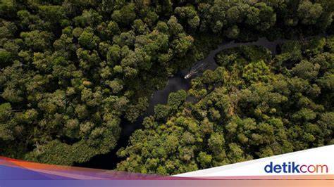 Restorasi Ekosistem Riau Catat Progres Signifikan … - raincitystudios.com