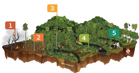 RESTORASI EKOSISTEM RIAU SUKSES JAGA HABITAT SATWA DILINDUNGI - raincitystudios.com