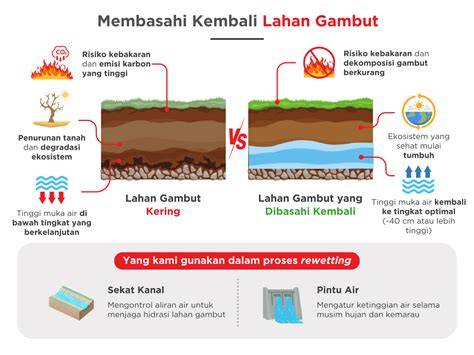 Restorasi Gambut Lahan Sawit Melalui Rewetting Bisa … - raincitystudios.com
