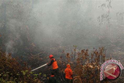 Restorasi gambut Riau butuh dana Rp11 triliun - raincitystudios.com