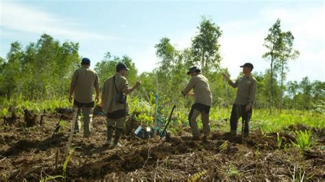 Restorasi Lahan gambut: Menghubungkan Sains … - raincitystudios.com