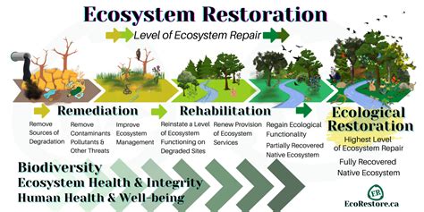 Restoration and repair of Earth's damaged ecosystems - muktibox.com