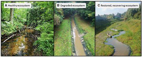 Restoration of Degraded Ecosystem | Springer Nature … - raincitystudios.com