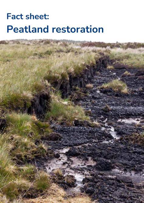 Restoration of Degraded Tropical Peatland in … - raincitystudios.com