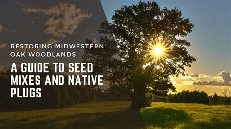 Restoration of Midwestern Oak Woodlands and Savannas - raincitystudios.com