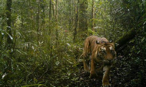 Restore Habitat for Sumatran Tigers - International Tiger Project - raincitystudios.com