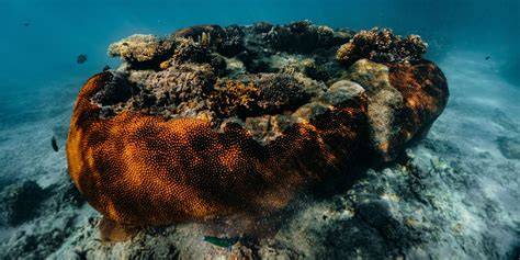 Restoring Coral Reefs Through Clean Water … - raincitystudios.com