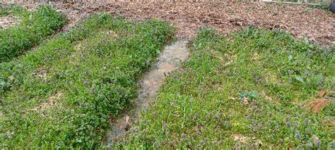 Restoring cut over/heavily logged land (permaculture forum at permies) - raincitystudios.com