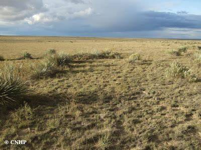 Restoring fire as an ecological process in shortgrass prairie ... - raincitystudios.com