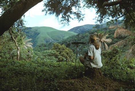 Restoring forest ecosystems in equatorial Africa | Dift - raincitystudios.com
