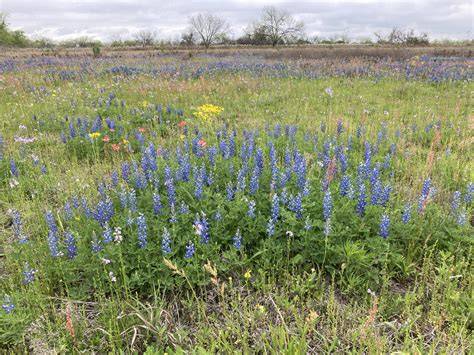 RESTORING RESTORING THE THE PRAIRIE PRAIRIE - National … - raincitystudios.com