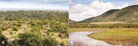 Restoring savannas and tropical herbaceous ecosystems - raincitystudios.com