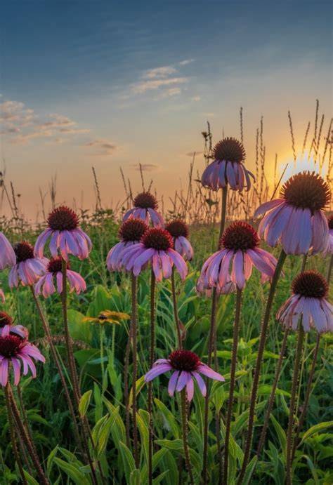 Restoring the prairies for wildlife and people - raincitystudios.com