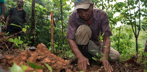 Restoring Tropical Forest | Learn Science at Scitable - raincitystudios.com