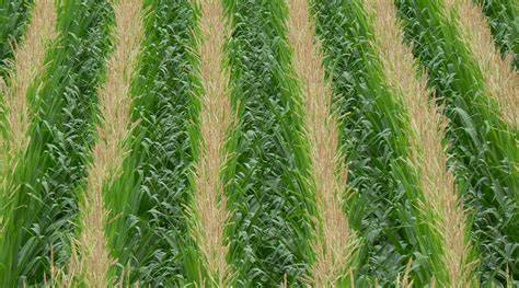 Restoring Your Crop Field to Conservation Prairie - raincitystudios.com