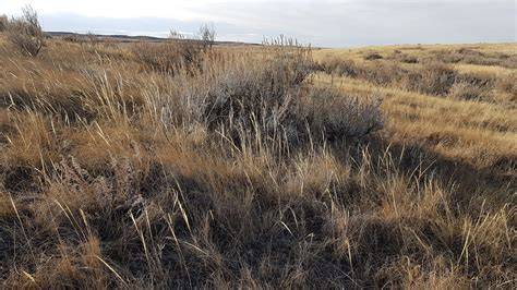 Restoring Your Degraded Grassland to Utility Prairie - raincitystudios.com