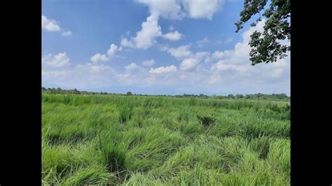 Restoring Your Invasive Perennial-Dominated Grassland to … - raincitystudios.com