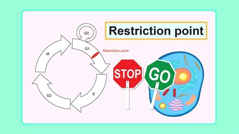 Restriction point - muktibox.com