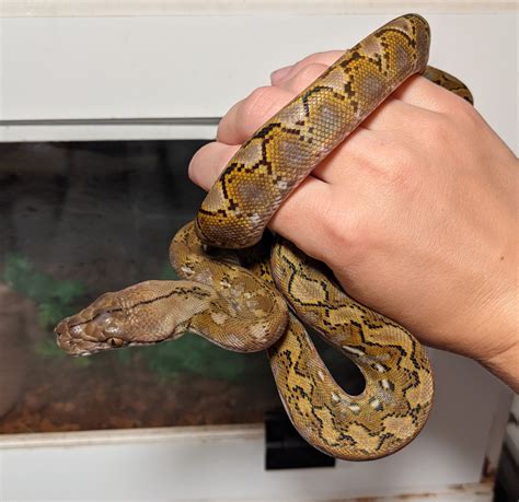 RETICULATED PYTHONS - SUPER DWARF - Reptile …