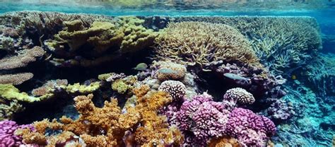 Reversing the Decline of Marine Life By 2050 - Island … - raincitystudios.com
